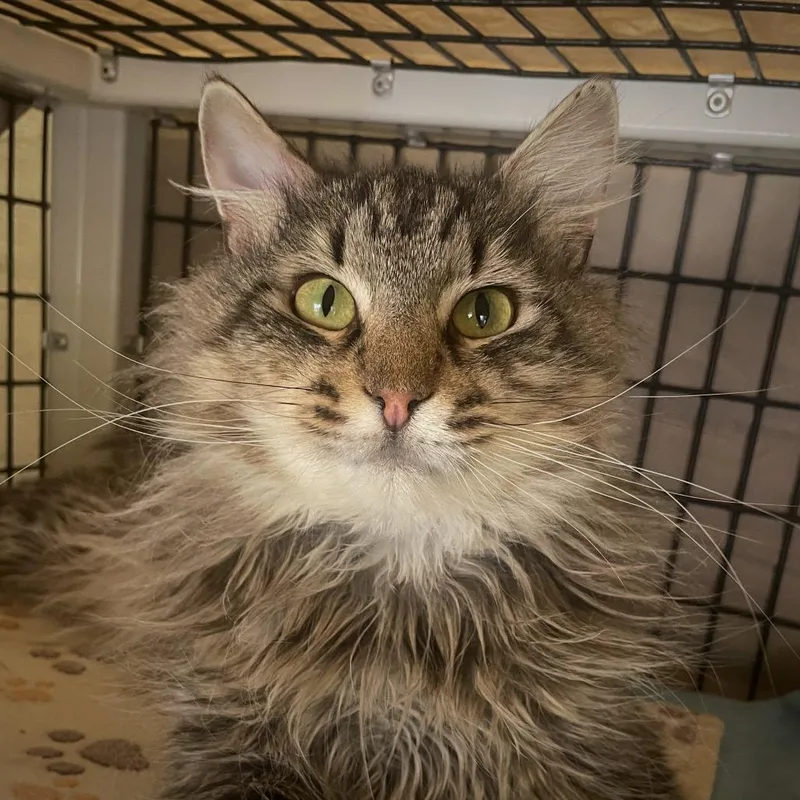 An adult medium-sized male Brown / Chocolate Domestic Long Hair cat named Nathan Fielder for adoption in Chicago, IL