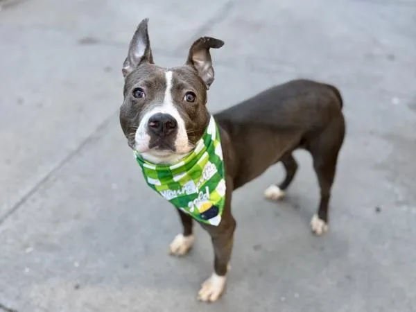 An adult medium-sized female Mixed Breed dog named Acacia for adoption in New York, NY