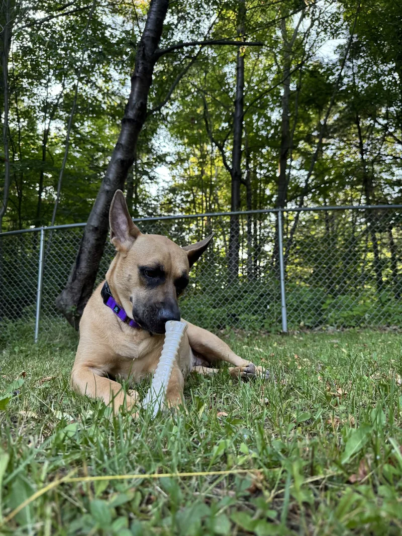 Polly thumbnail 2