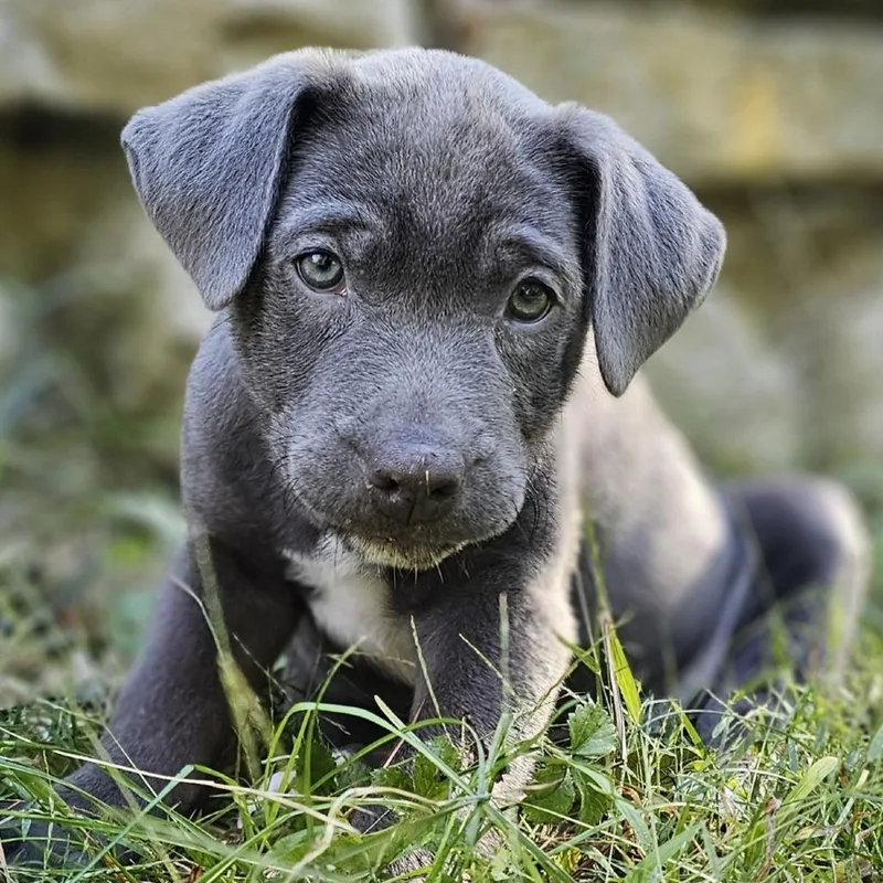 A baby medium-sized female Mixed Breed dog named Eeyore for adoption in Festus, MO