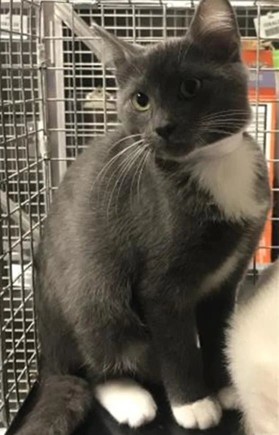 A baby small-sized male Domestic Short Hair cat named Tractor for adoption in Conroe, TX