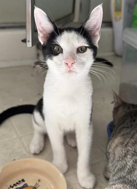 Shadrack thumbnail 2