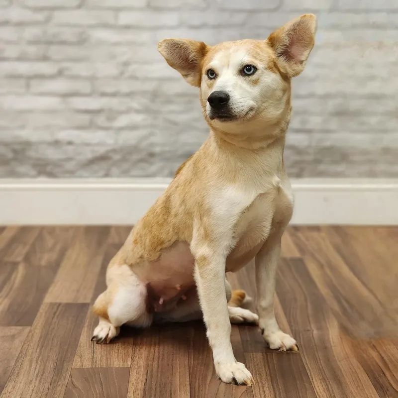 An adult small-sized female Apricot / Beige Husky dog named Snow White for adoption in Montgomery, AL
