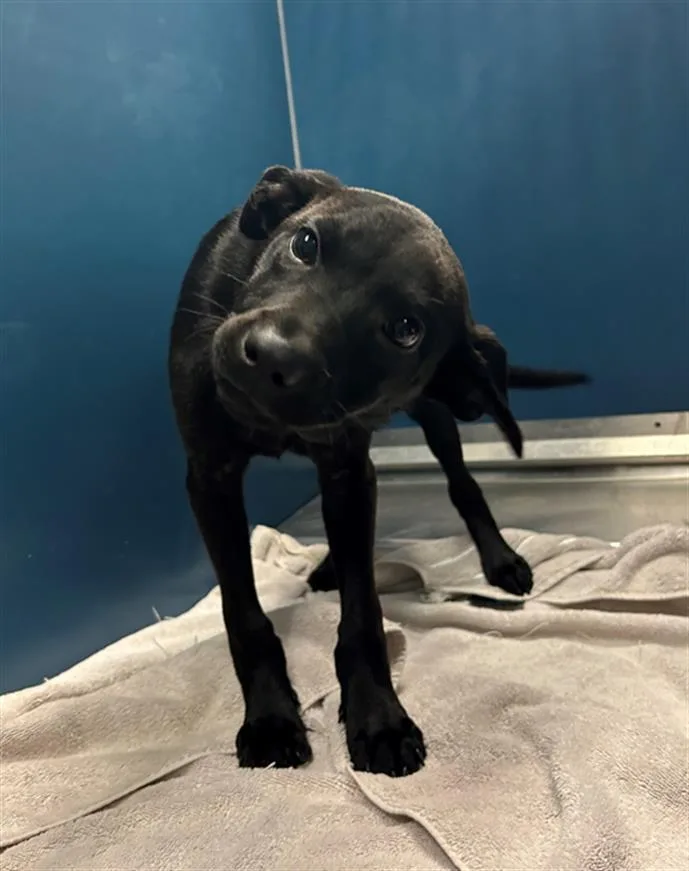 A baby small-sized male Labrador Retriever dog named Thumper for adoption in Conroe, TX
