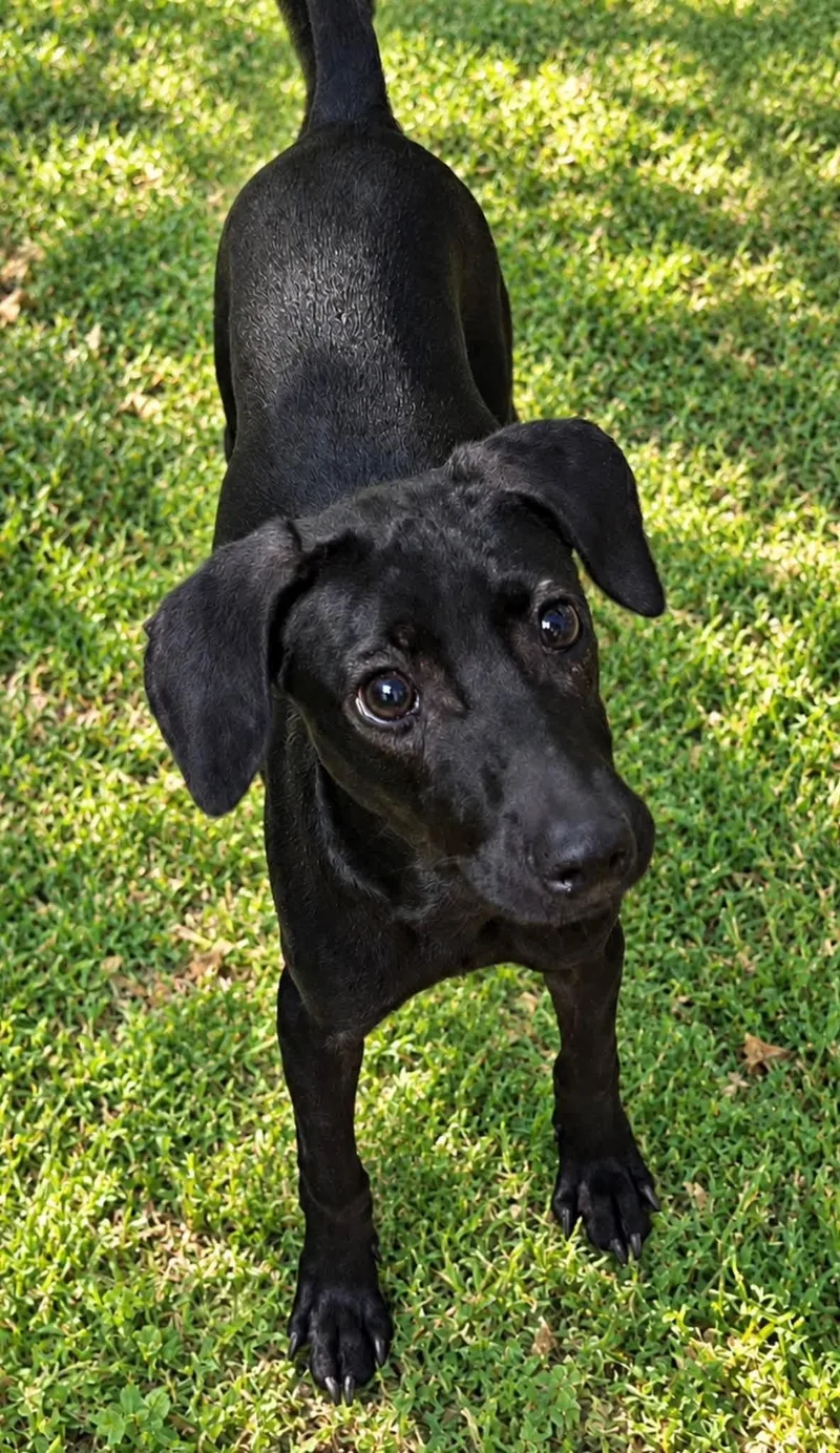 A baby small-sized male Miniature Pinscher dog named Eddie for adoption in Newfoundland, NJ
