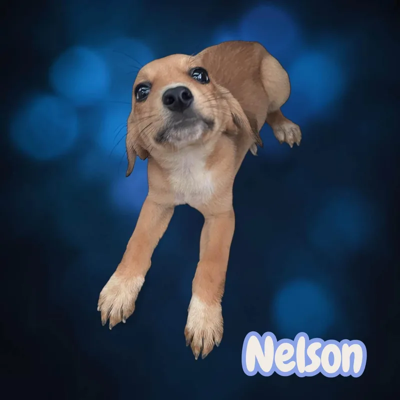 A baby medium-sized male Yellow / Tan / Blond / Fawn Beagle dog named Nelson happy for adoption in Chuckey, TN
