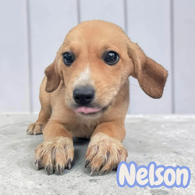 Nelson  happy  thumbnail 2