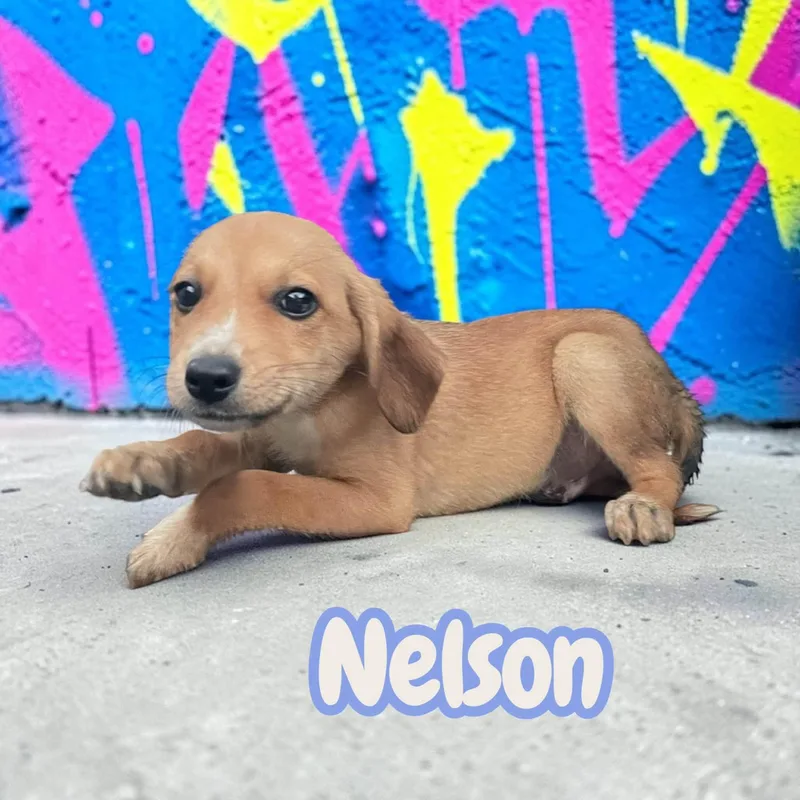 Nelson  happy  thumbnail 3