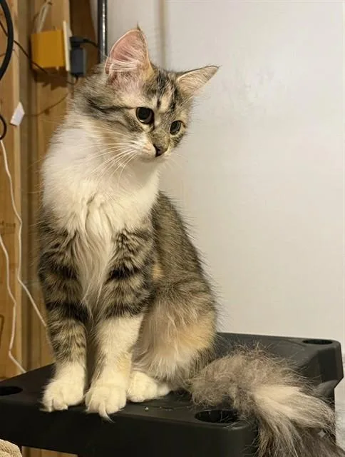 Mama Calico