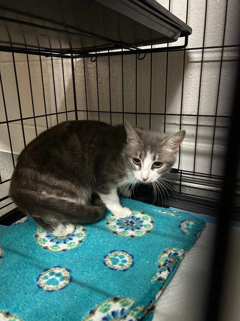 A young small-sized female Domestic Short Hair cat named Catty B for adoption in East Ridge, TN