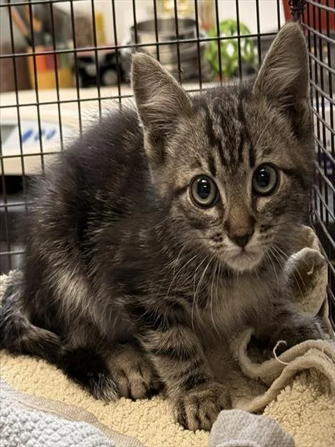 A baby small-sized male Domestic Short Hair cat named Gemlik for adoption in Tucson, AZ