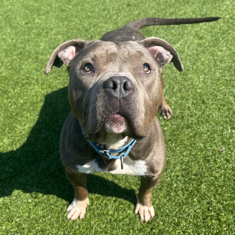 Silvermist thumbnail 2