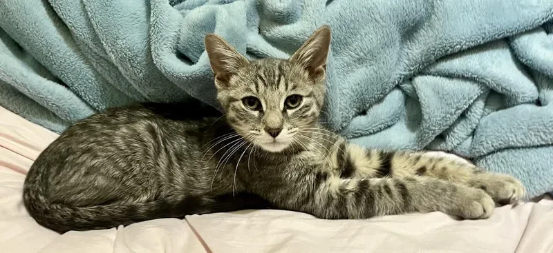 A baby small-sized male Tabby (Gray / Blue / Silver) Domestic Short Hair cat named Raymond for adoption in Indianapolis, IN