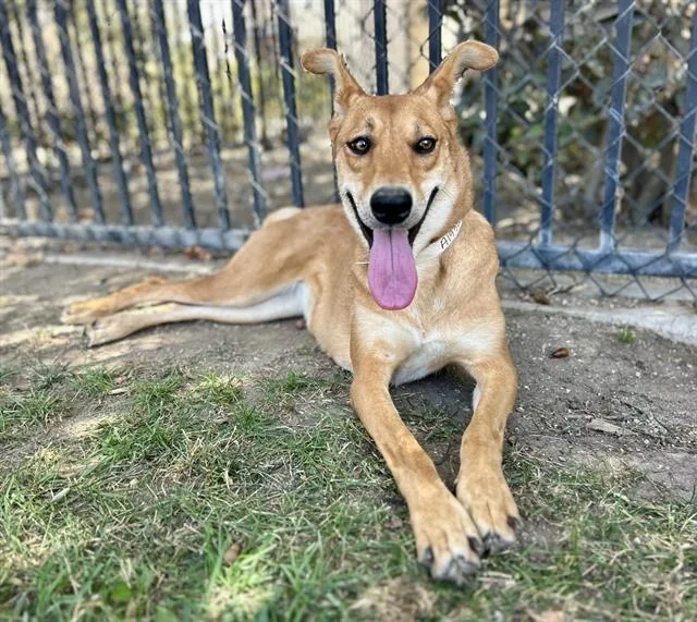 A young large-sized female Shepherd dog named Petal for adoption in Riverside, CA