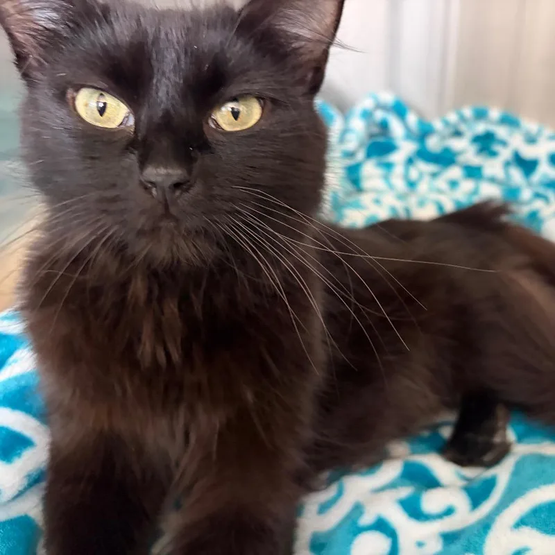 An adult medium-sized female Black Domestic Short Hair cat named Obsidian for adoption in Naperville, IL