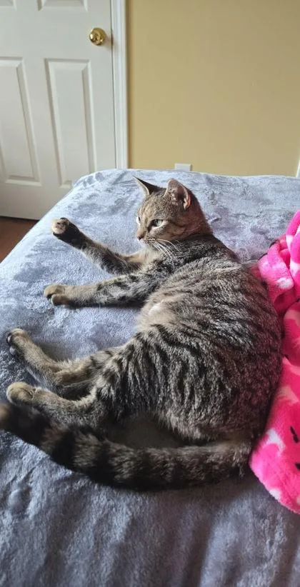 A young small-sized female Domestic Short Hair cat named Charlie for adoption in Cumming, GA