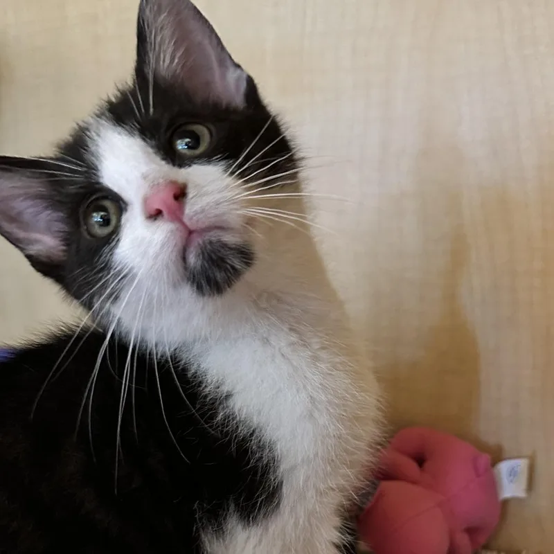 A baby small-sized male Black Domestic Short Hair cat named Flounder for adoption in Washington Township, OH
