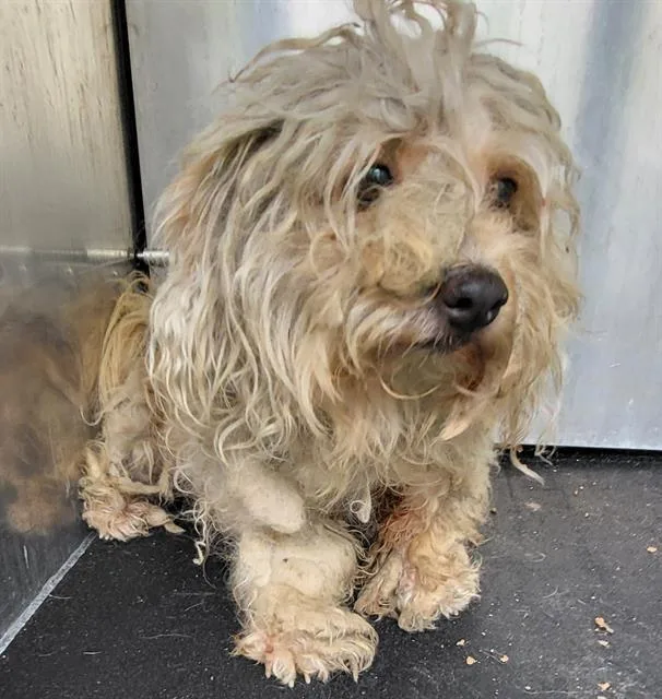 An adult small-sized male Maltese dog named Douglas for adoption in San Antonio, TX
