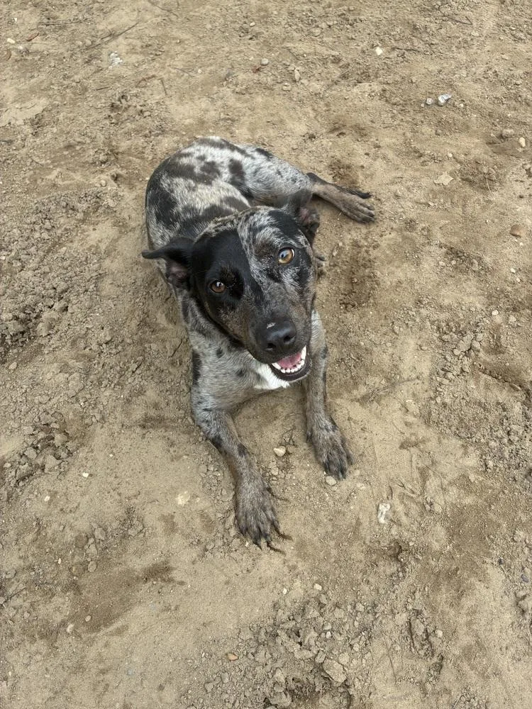 An adult medium-sized female Merle (Blue) Cardigan Welsh Corgi dog named Celeste for adoption in Kalamazoo, MI