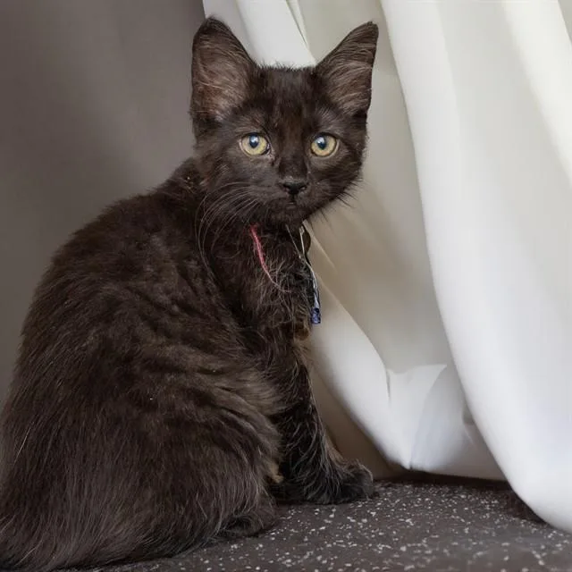 A baby small-sized female Domestic Medium Hair cat named Soot for adoption in St. Louis, MO