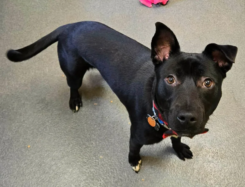 A young medium-sized male Black Pit Bull Terrier dog named TJ youngster for adoption in Amherst, VA