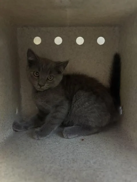 A baby small-sized male Domestic Short Hair cat named Fangs for adoption in Castaic, CA