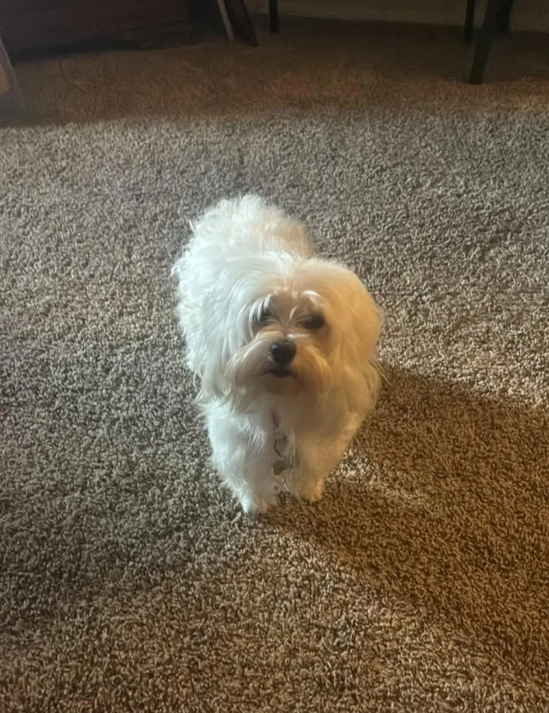 An adult small-sized female Maltese dog named Sadie for adoption in Grafton, WI