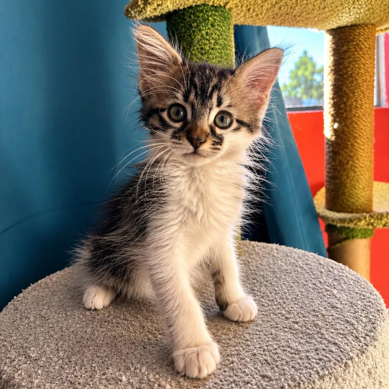 A baby small-sized female White Domestic Long Hair cat named Penny for adoption in Long Beach, CA