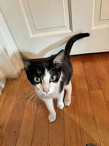 A baby medium-sized male Black & White / Tuxedo Domestic Short Hair cat named Felix D Cat for adoption in Pineville, LA