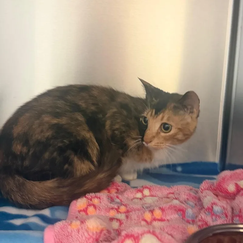 An adult small-sized female Calico Domestic Short Hair cat named StraySouthLumpkinRoad for adoption in Columbus, GA