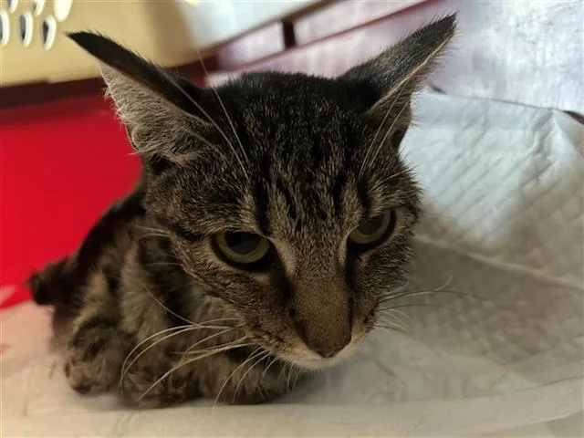 A young small-sized female Domestic Short Hair cat named Savannah for adoption in San Antonio, TX