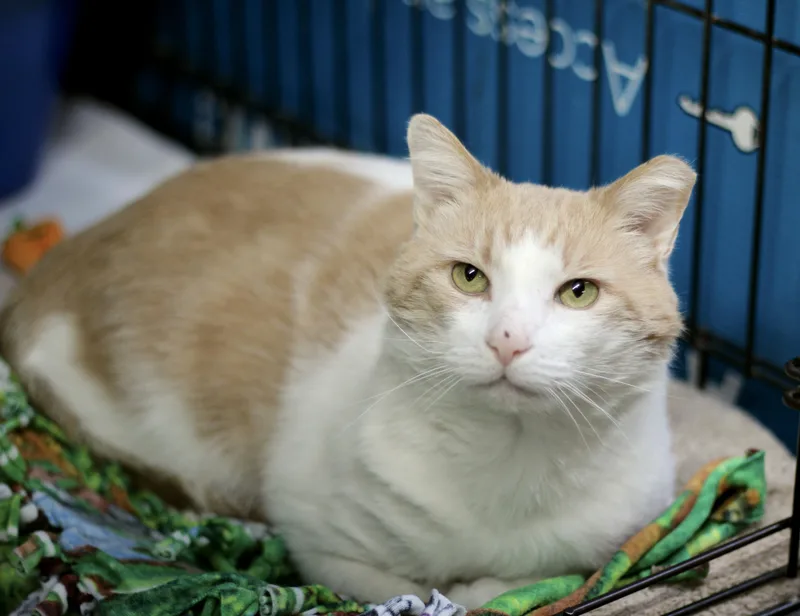 An adult medium-sized male Buff & White Domestic Short Hair cat named Tommy for adoption in Avon Lake, OH