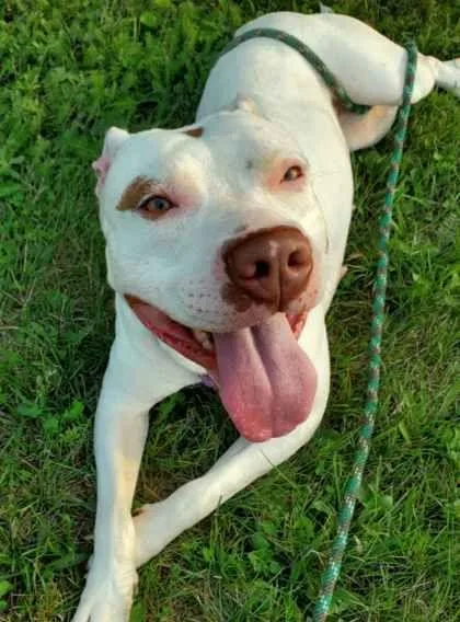 An adult medium-sized female American Staffordshire Terrier dog named Khione for adoption in Williamsport, PA
