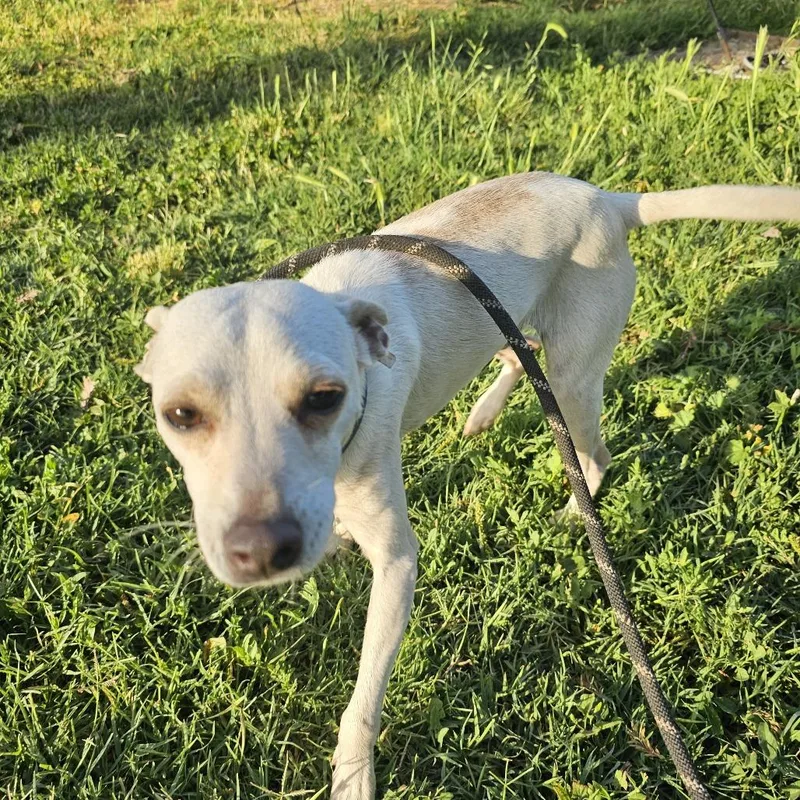 An adult small-sized male White / Cream Chihuahua dog named Carnelian for adoption in Chico, CA