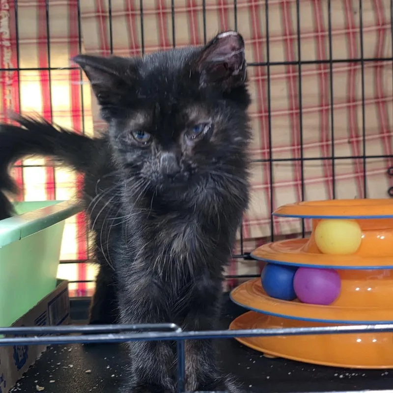 A baby small-sized female Domestic Medium Hair cat named Jonna for adoption in Abingdon, MD