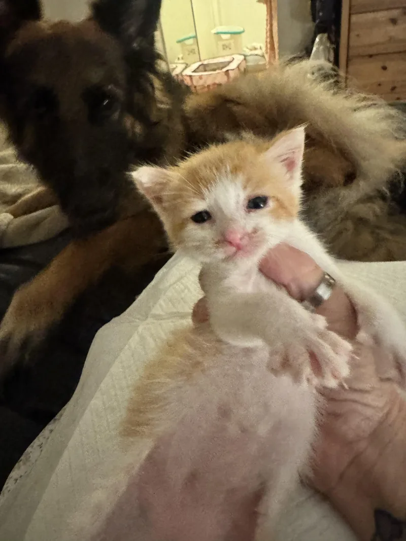 A baby small-sized male Orange & White Domestic Short Hair cat named Dixon for adoption in Tracy, CA