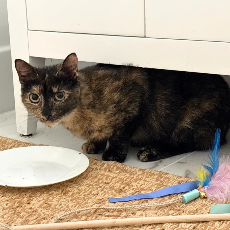 An adult medium-sized female Domestic Short Hair cat named Pagoda for adoption in Brooklyn, NY