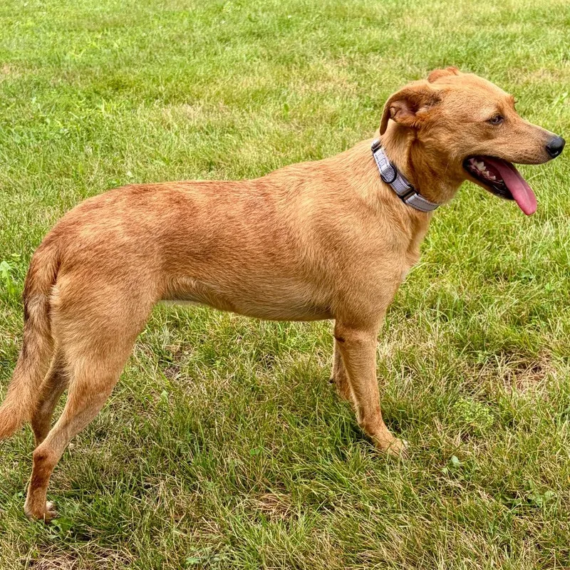 An adult medium-sized female Yellow / Tan / Blond / Fawn Mixed Breed dog named Cinnamon for adoption in Pekin, IL