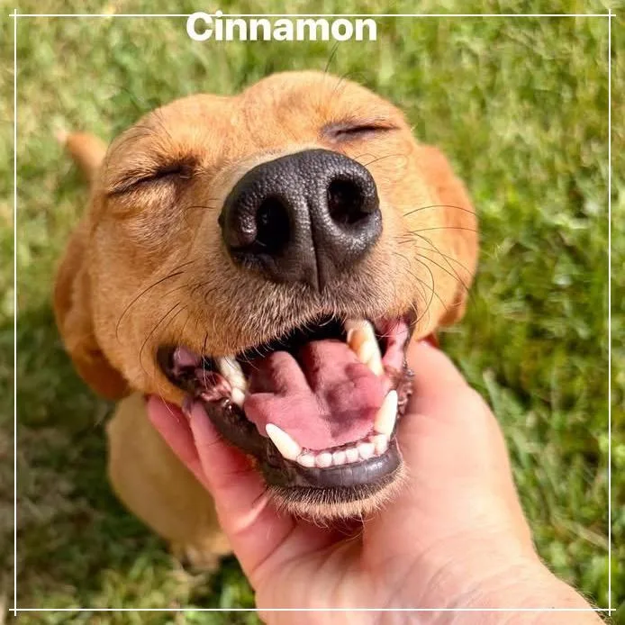 Cinnamon thumbnail 2