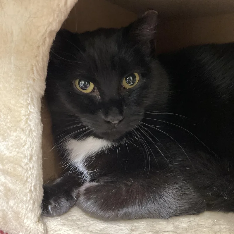 An adult medium-sized female Black & White / Tuxedo Domestic Short Hair cat named Lorriane for adoption in Kankakee, IL
