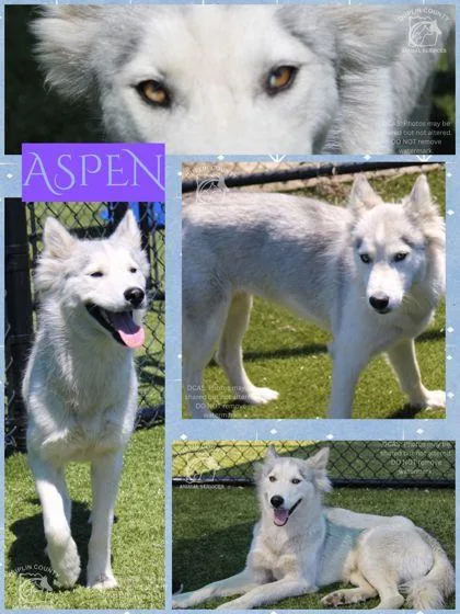 An adult medium-sized female Siberian Husky dog named Aspen for adoption in Kenansville, NC