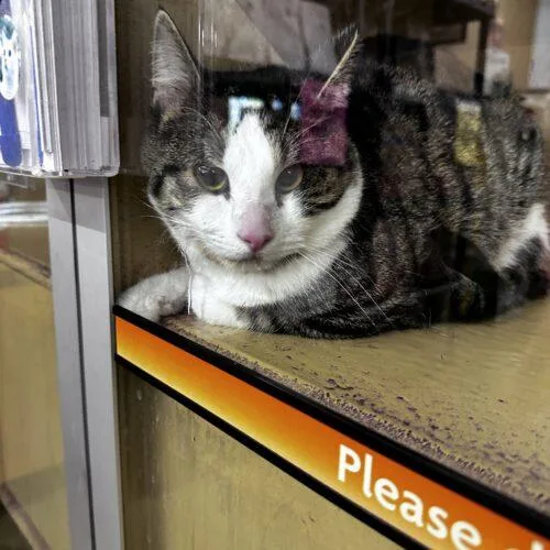 A young medium-sized male Tabby (Brown / Chocolate) Domestic Short Hair cat named Pochaco for adoption in Canal Winchester, OH