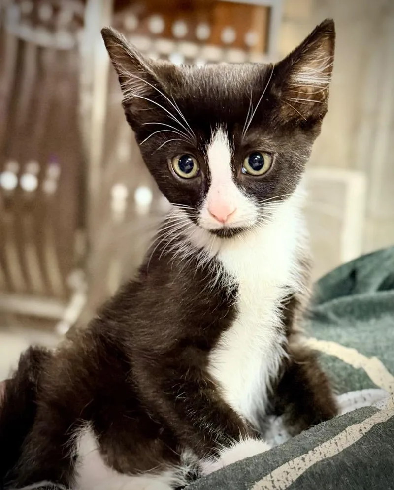 A baby small-sized male Domestic Short Hair cat named Wiley for adoption in Newnan, GA