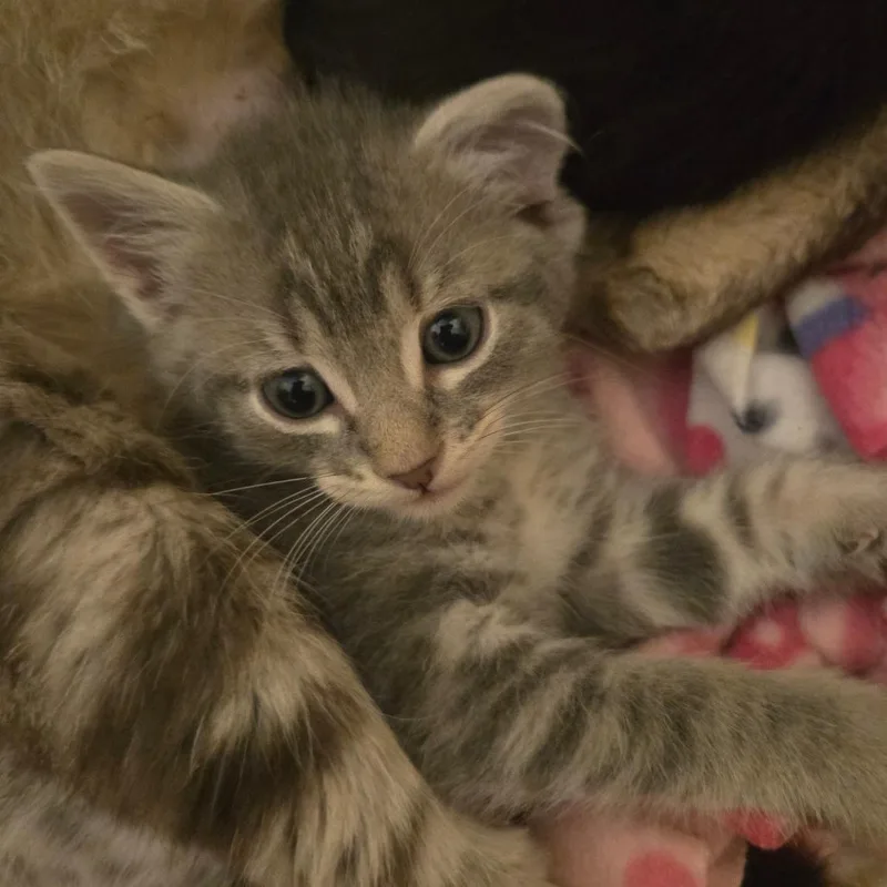 Louis thumbnail 2