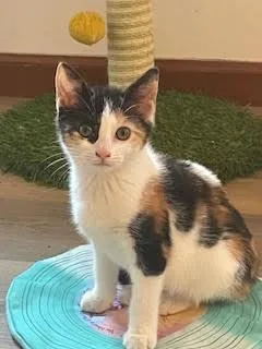 A baby medium-sized female Calico cat named Diamond for adoption in Kenhorst, PA