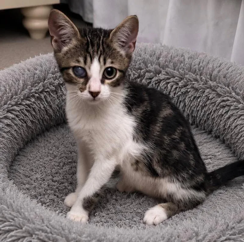 A baby small-sized female Domestic Short Hair cat named Dasha for adoption in Grand Bay, AL
