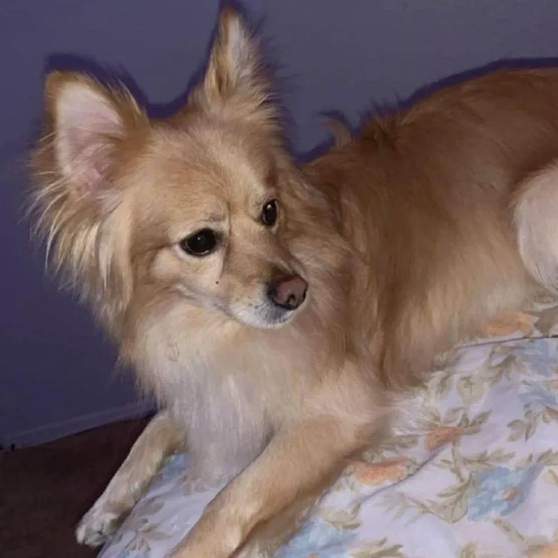 A senior small-sized male Yellow / Tan / Blond / Fawn Pomeranian dog named Goofy for adoption in Houston, TX