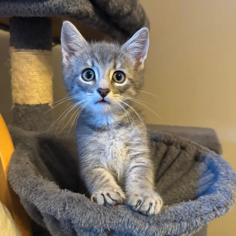 A baby small-sized male Domestic Short Hair cat named Webber for adoption in Ewing, NJ
