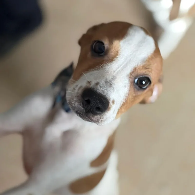 A young medium-sized female White / Cream Mixed Breed dog named Fiona for adoption in Loiza, PR