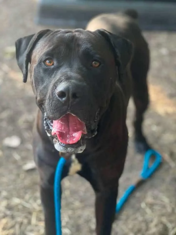 An adult large-sized male Black Cane Corso dog named King for adoption in Chicago, IL